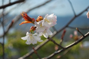 20140328桜情報　見ごろを迎えました！ (11)